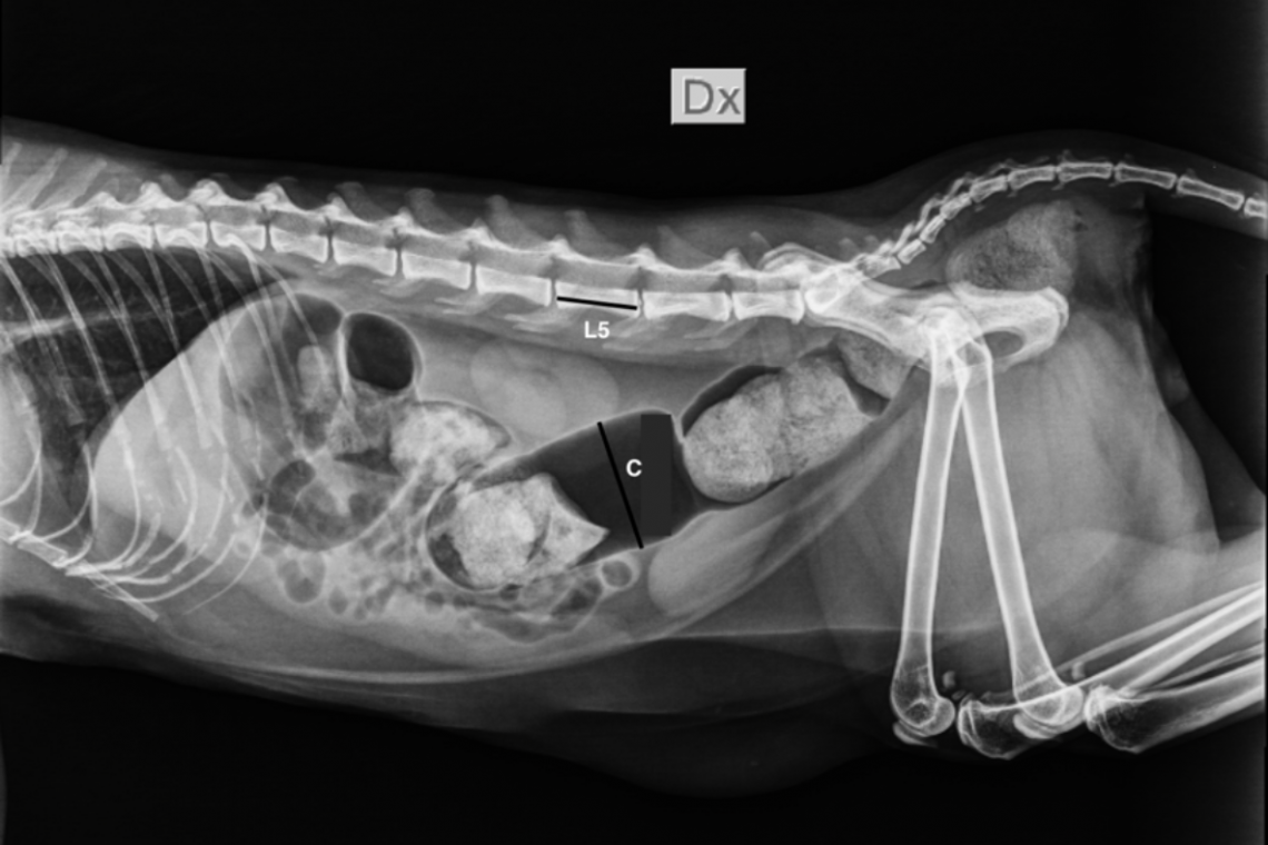 Costipazione e Megacolon nel gatto